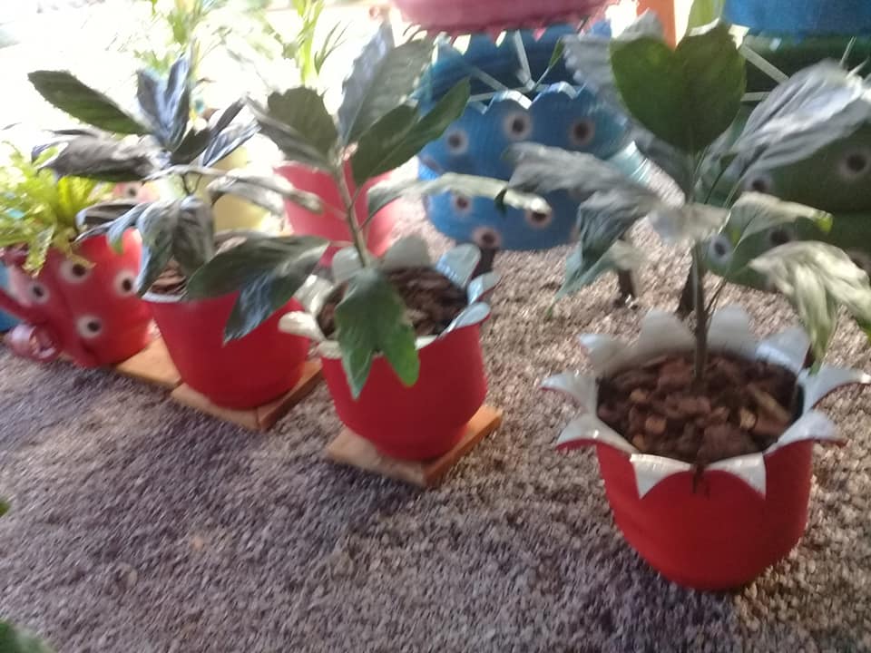 Vasos com plantas
